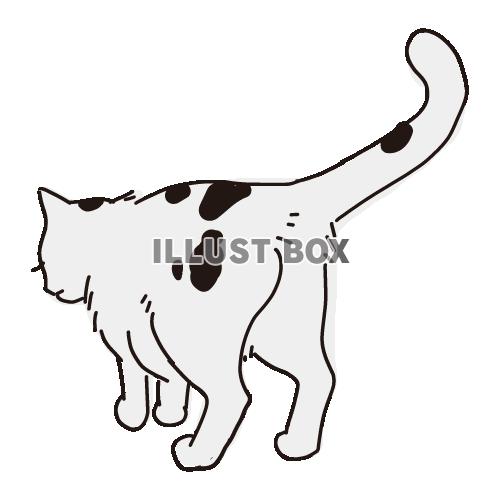 白黒猫 イラスト無料