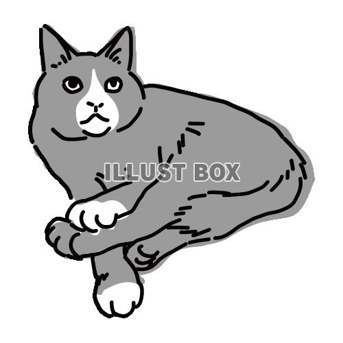 猫のシンプルかわいい全身イラスト　足の上に手を置くハチワレ猫