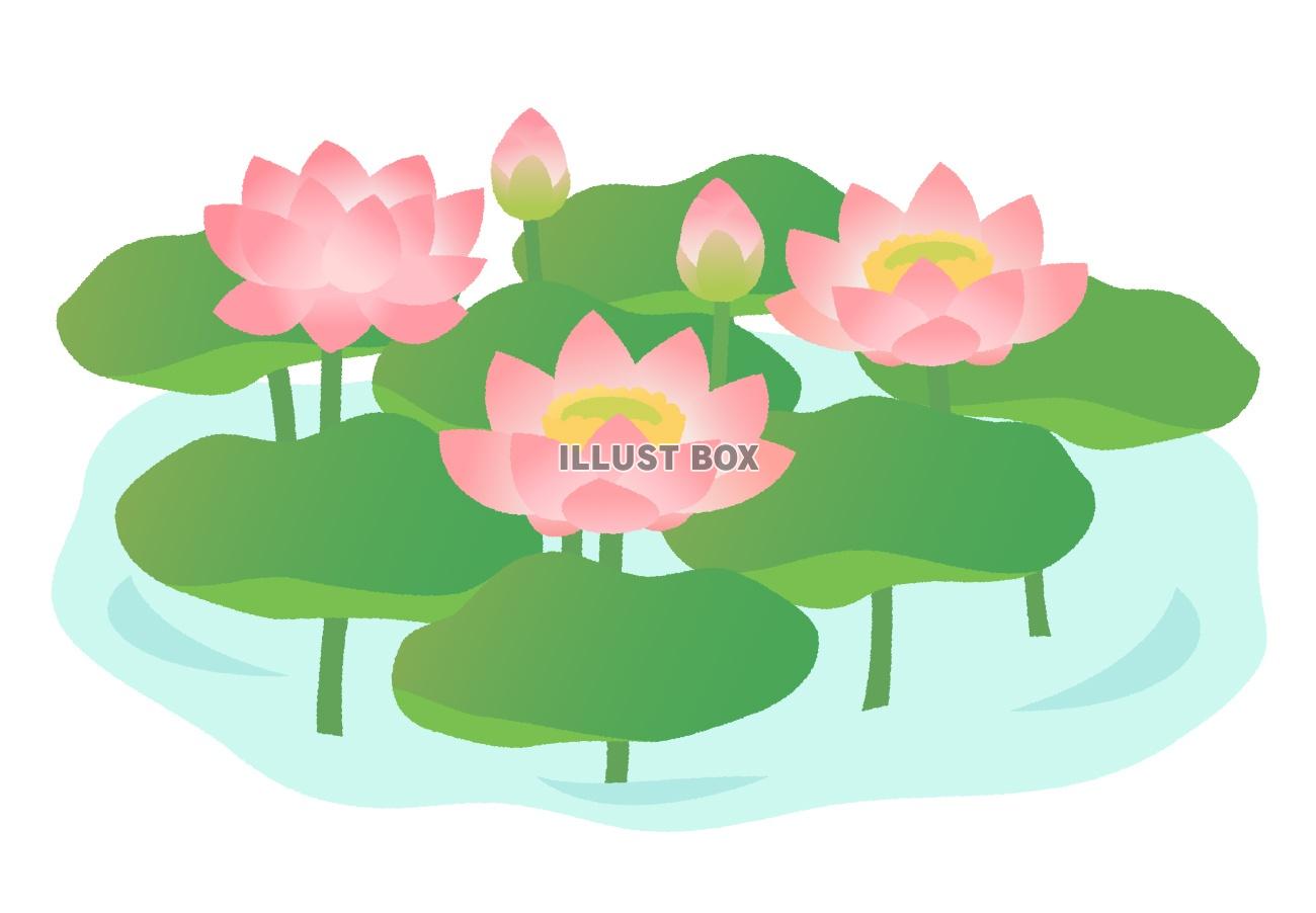 無料イラスト 水辺に咲くピンクの蓮の花