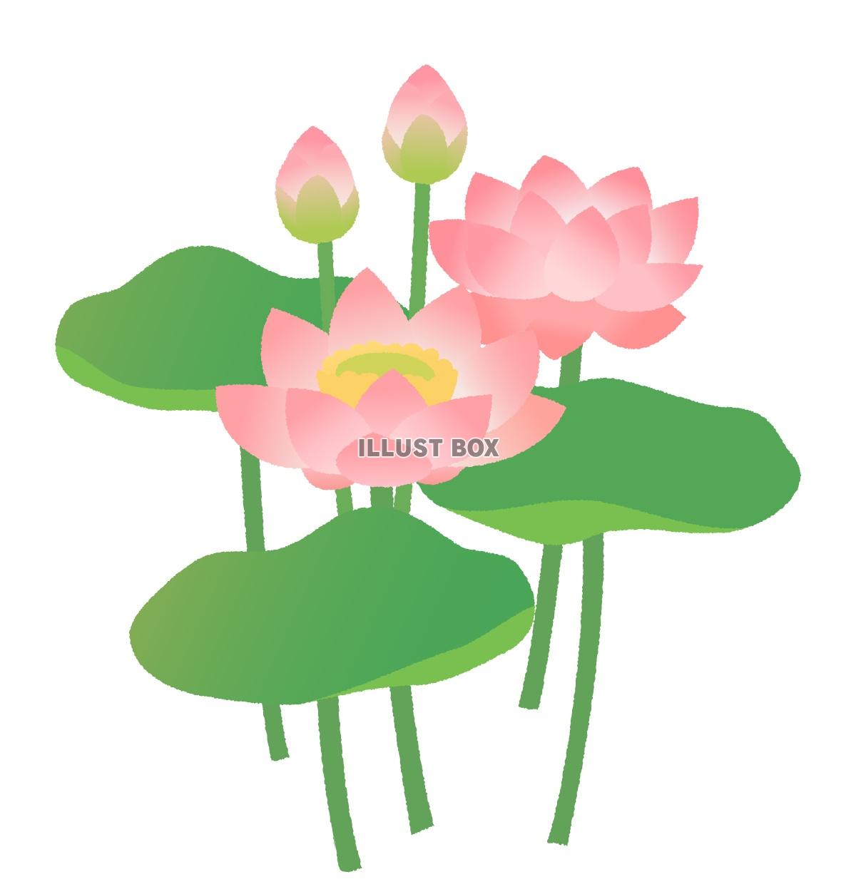 無料イラスト ピンクの蓮の花