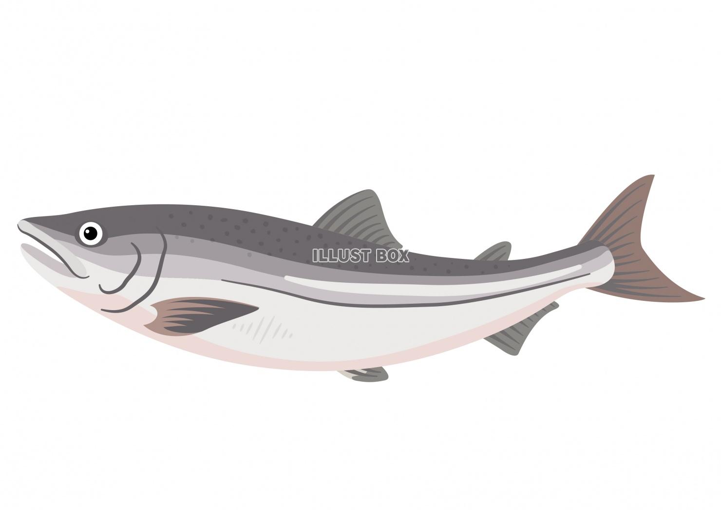 無料イラスト 魚のイラスト 海鮮シリーズ シャケ 鮭 サーモン