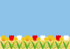 ３背景（菜の花、チューリップ、青空、線無）