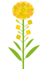 イラスト（菜の花・ふわふわ）