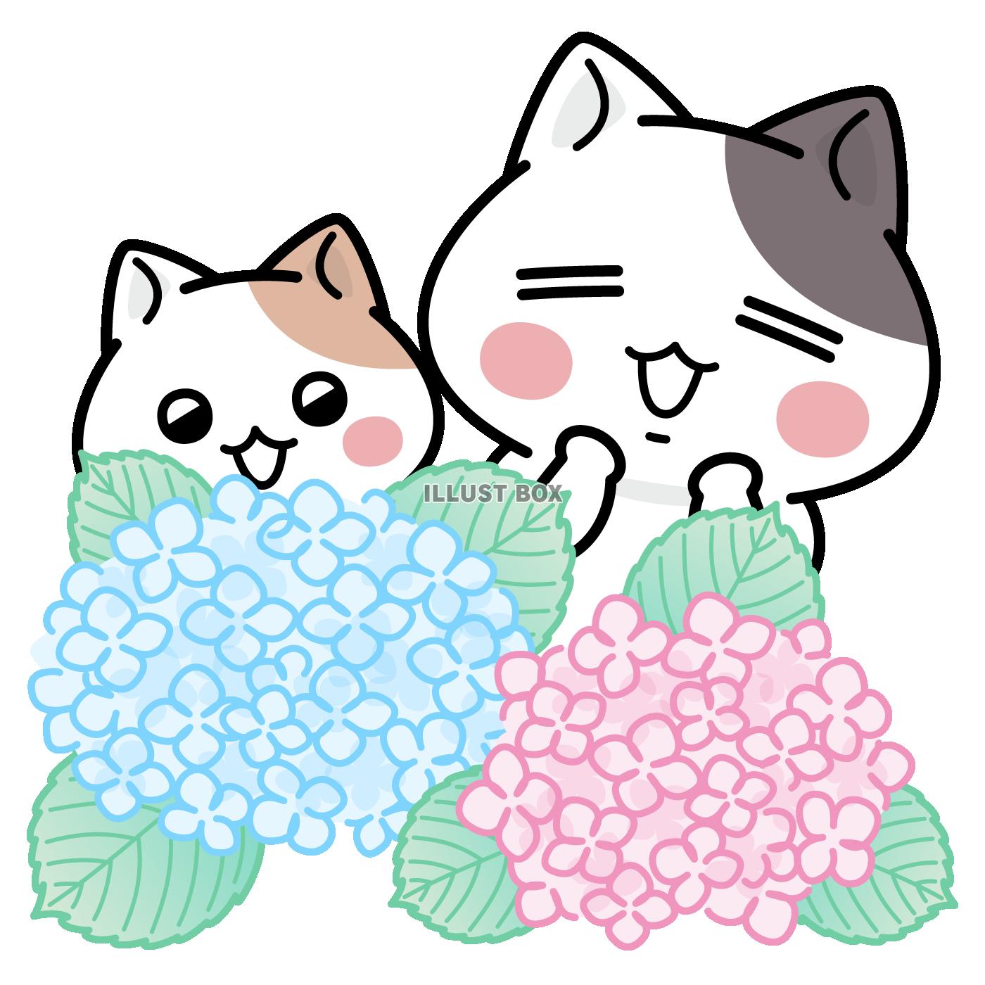 無料イラスト アジサイ綺麗だねえ ぶち猫 にゃんこ