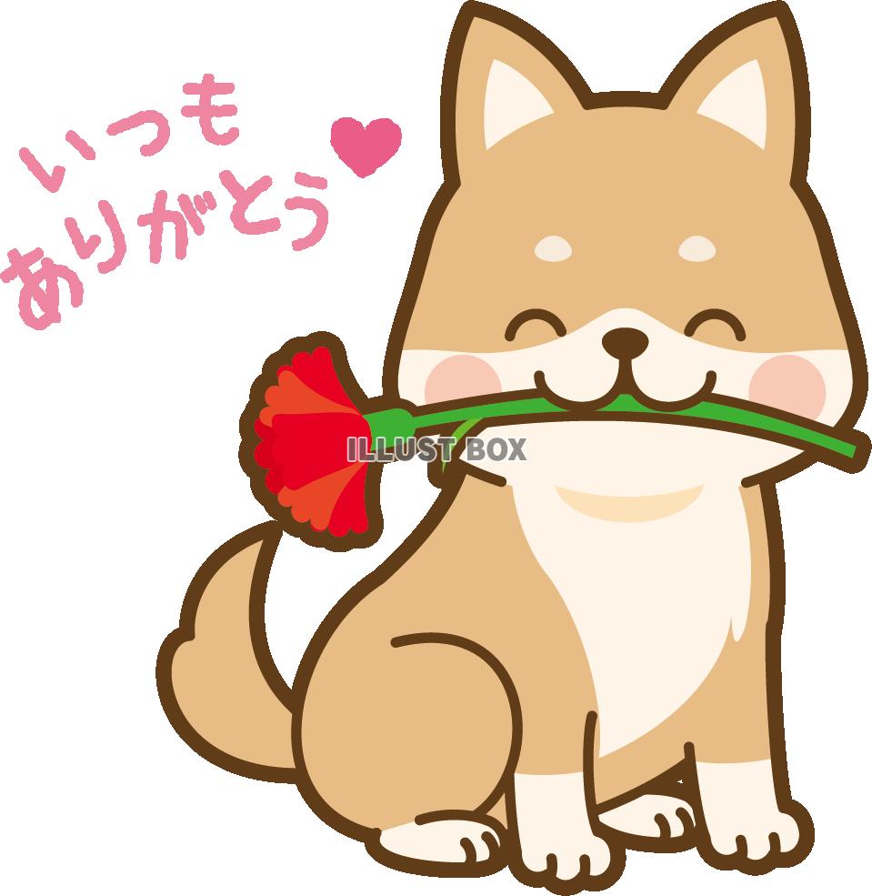 柴犬 イラスト 無料 壁紙