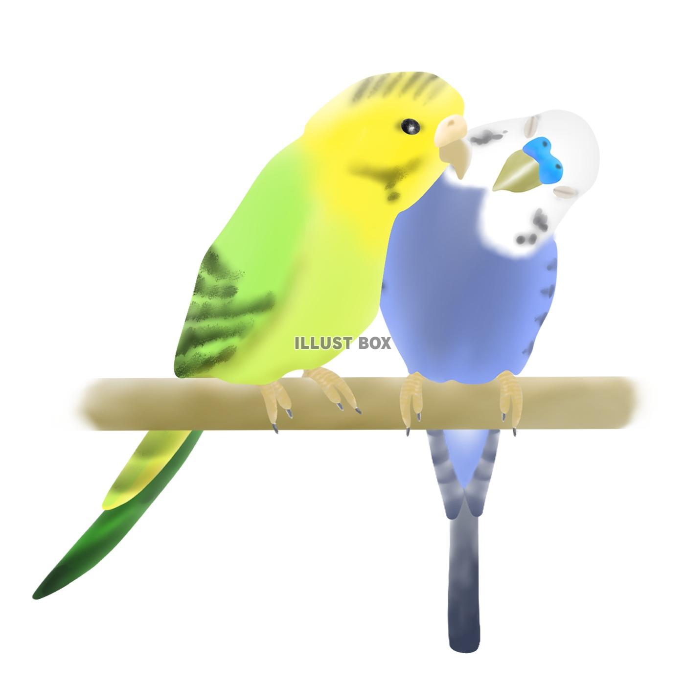 インコ イラスト無料