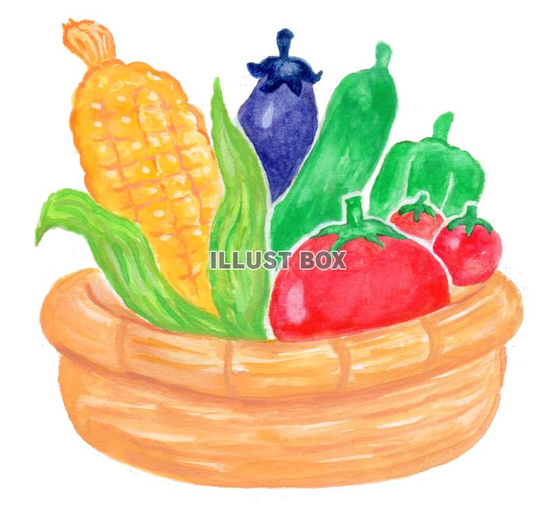 無料イラスト 水彩の夏野菜