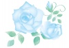 薔薇の花_ブルー