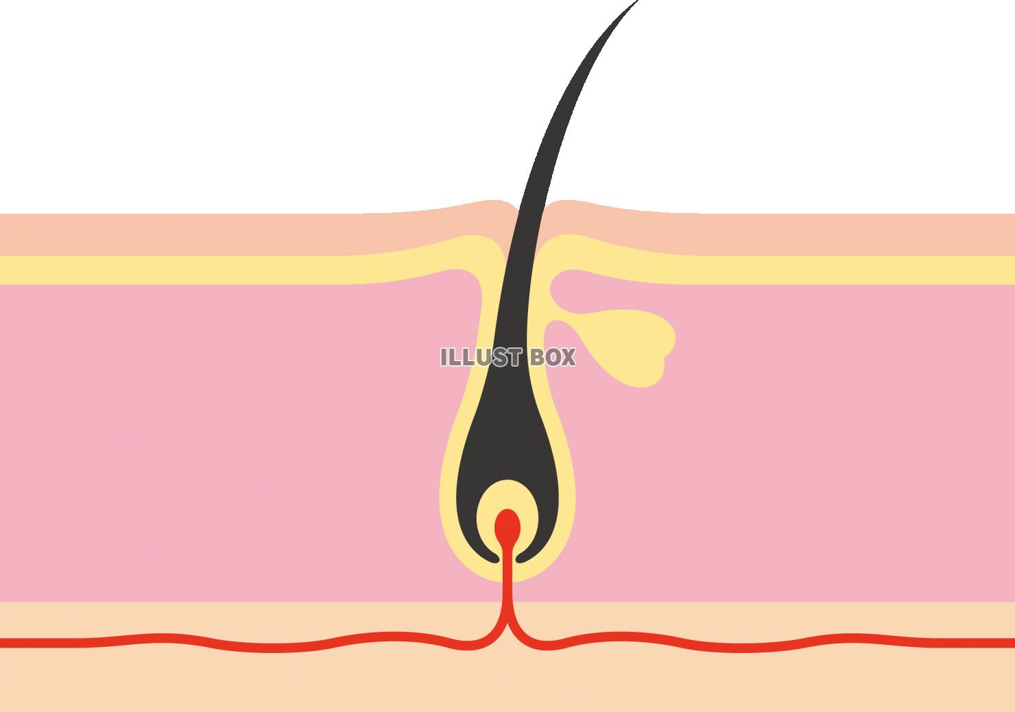 髪　毛根　頭皮　断面図