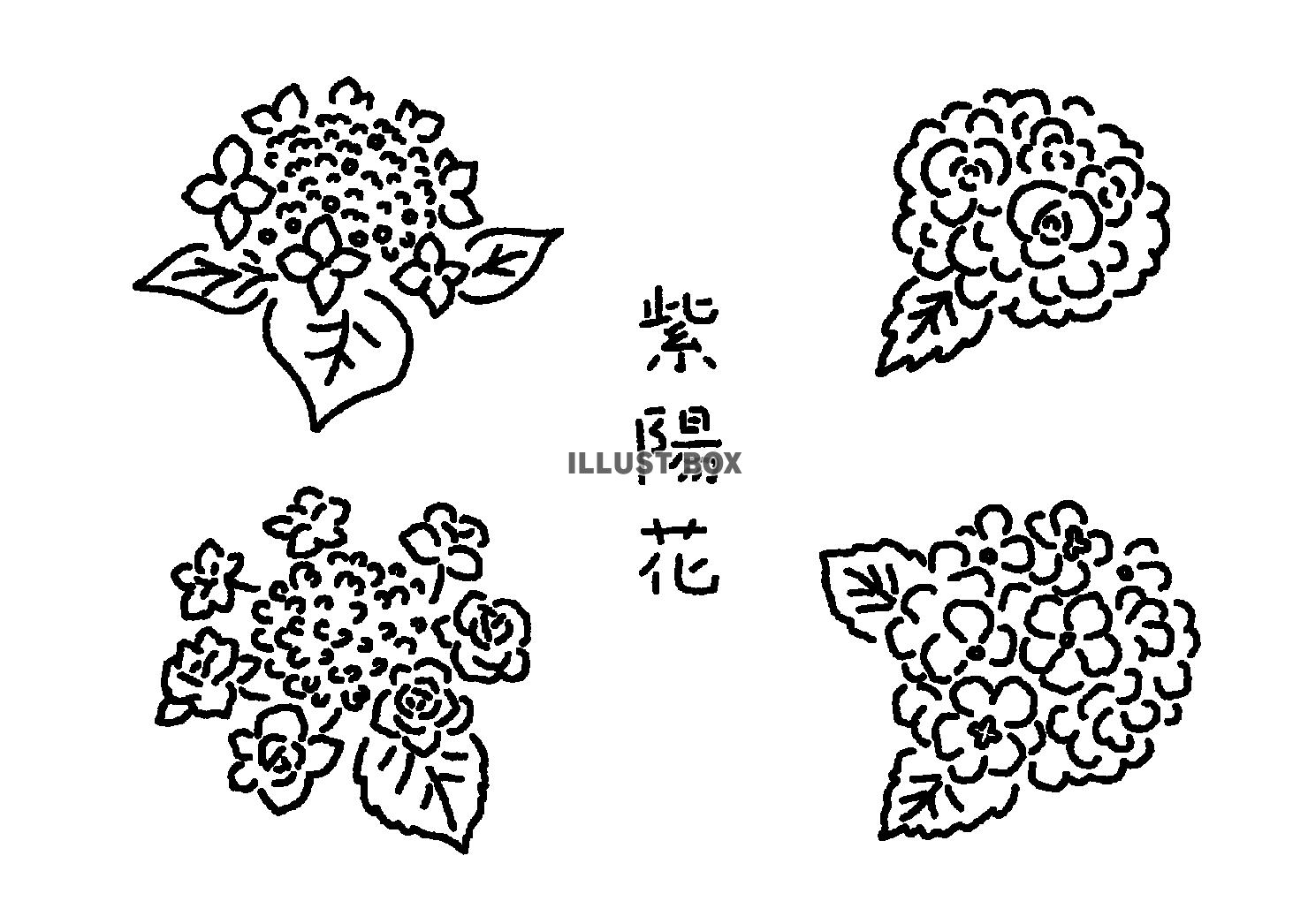 無料イラスト シンプル白黒線画 紫陽花のイラストセット