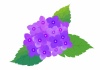 紫陽花★紫色のあじさい