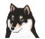 黒柴、しば犬