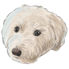 白い犬