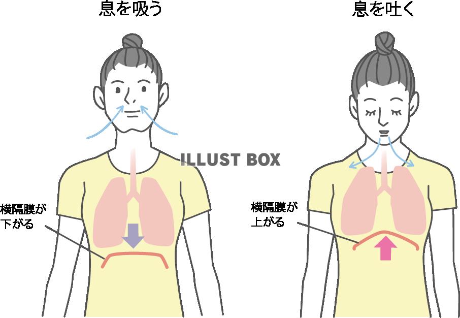 呼吸法_横隔膜