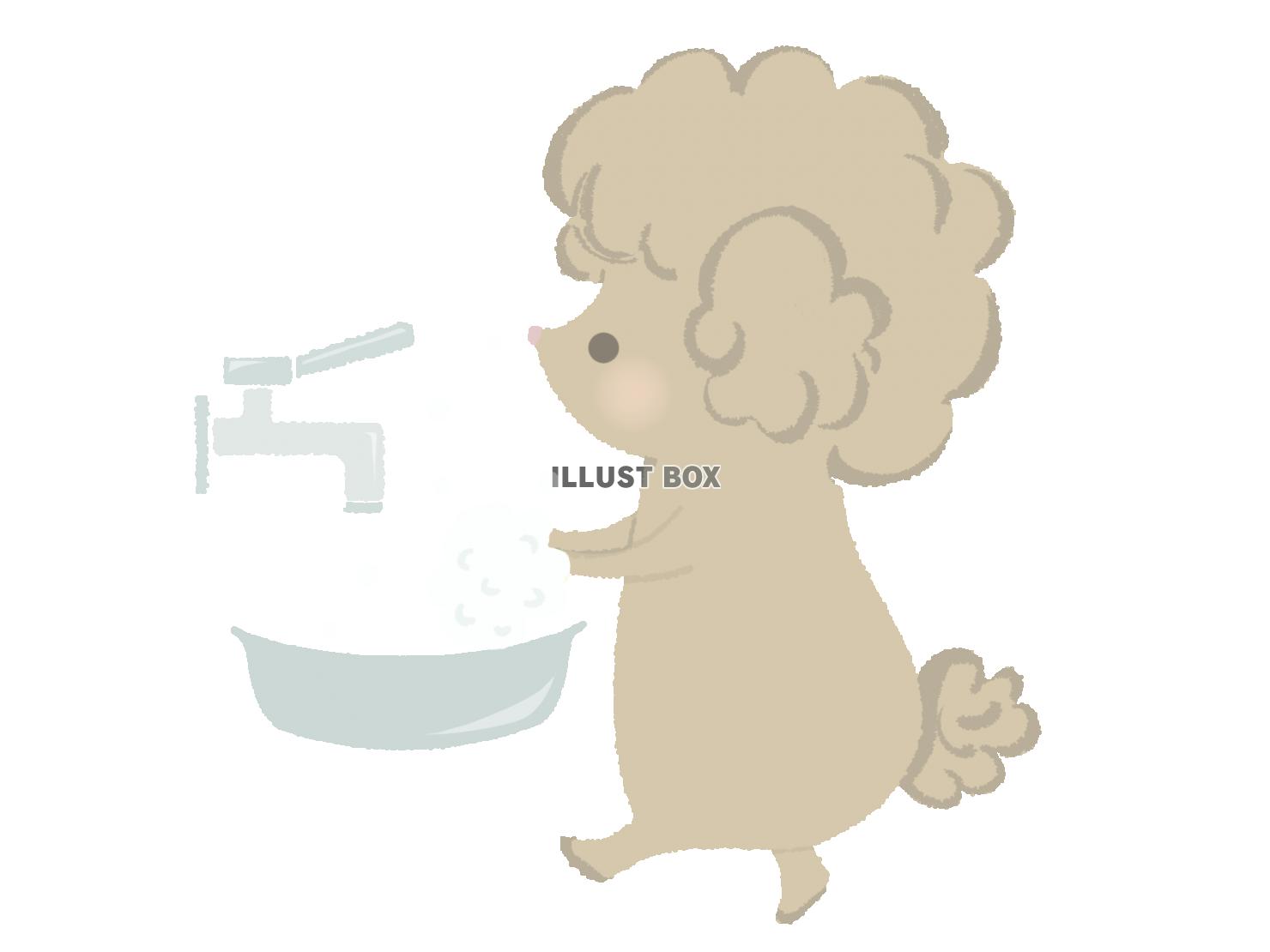 無料イラスト 手洗いするトイプードルのイラスト 線なし