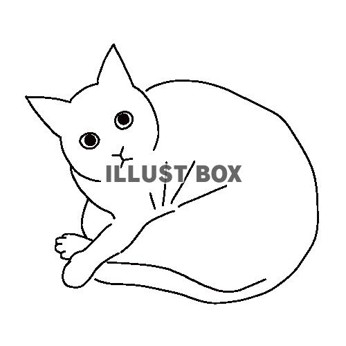 丸まっているカメラ目線の猫の全身線画イラスト