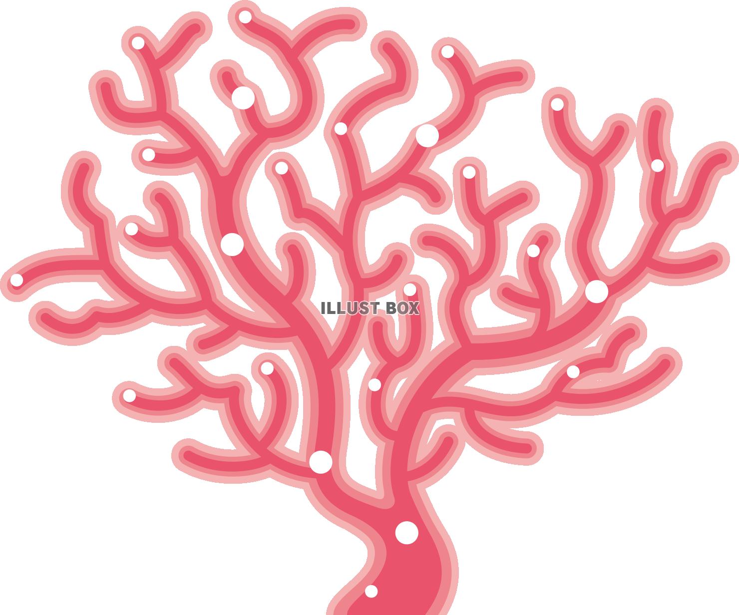 コーラルピンクのサンゴ