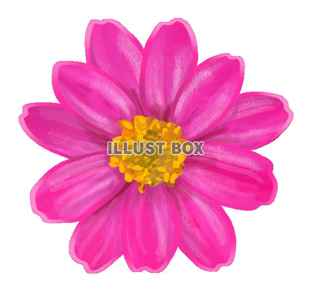 ピンクの花のイラスト　アップ01