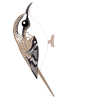 キバシリ（日本の野鳥）PNG