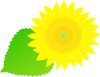 ひまわりのイラスト（花だけタイプ）