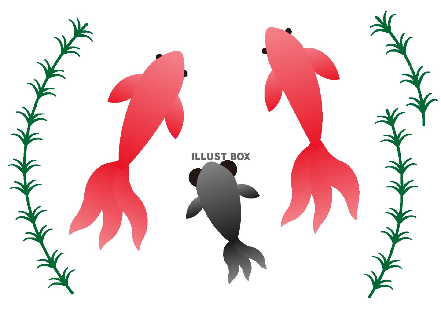 無料イラスト ３イラスト 金魚 赤と黒 水草