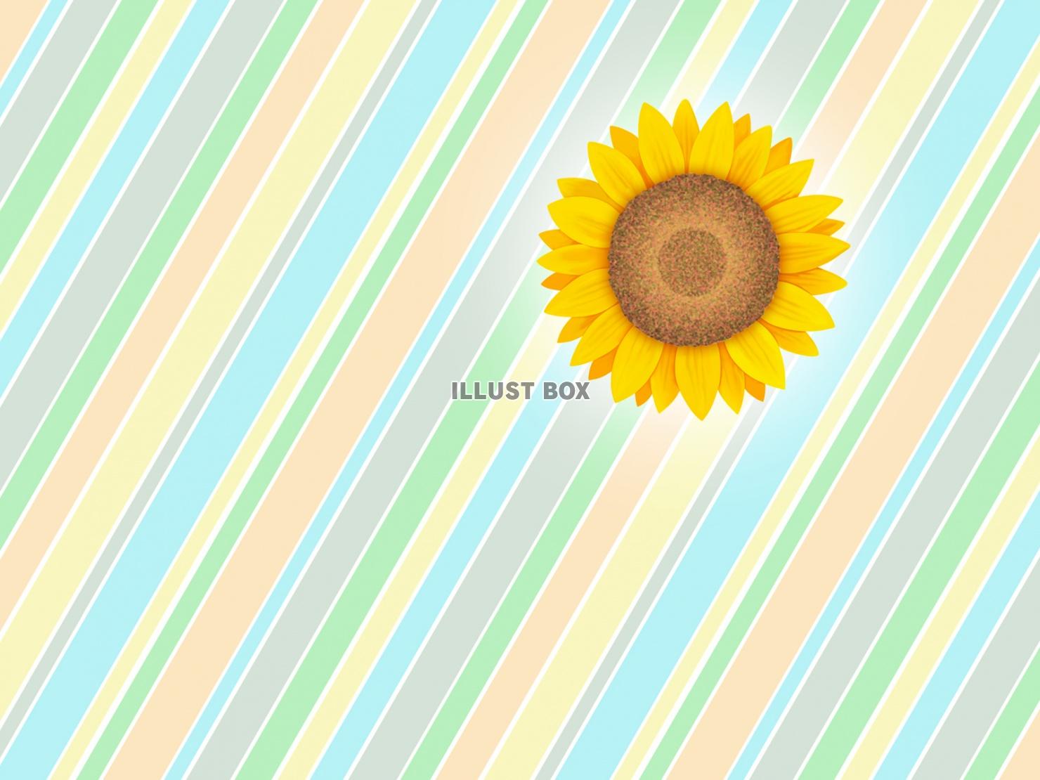 向日葵の花柄と縞模様の壁紙シンプル背景素材イラスト