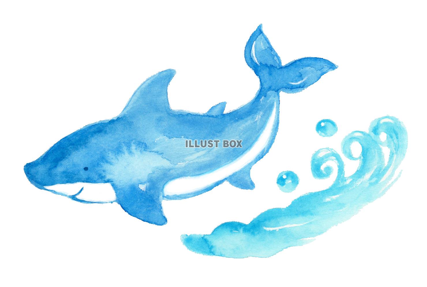 無料イラスト 水彩のサメ