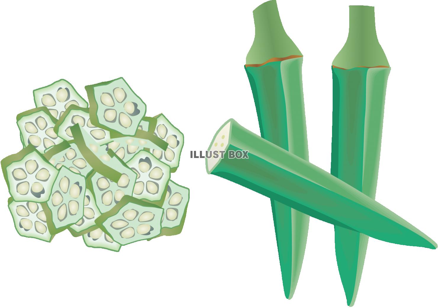 無料イラスト オクラ