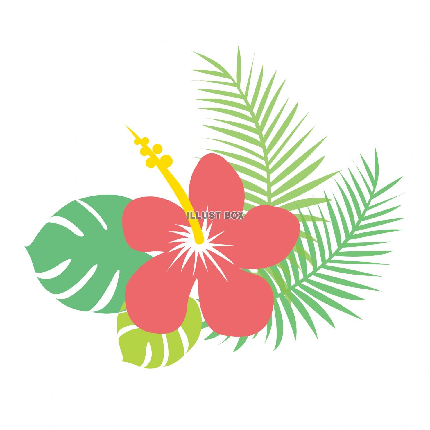 無料イラスト Hibiscus ハイビスカス かわいい イラスト