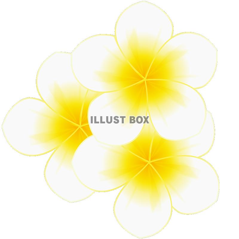 プルメリアのイラスト１