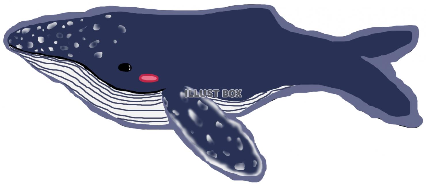 ザトウクジラ(png)