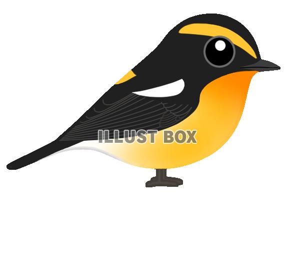 キビタキ(日本の野鳥)透過PNG