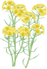 菜の花透過PNG