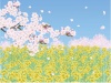 菜の花畑と桜（ZIPのPNGは空無し透過）