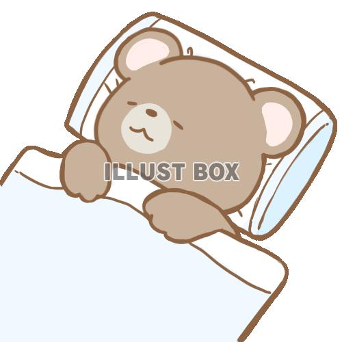 睡眠中のクマさん