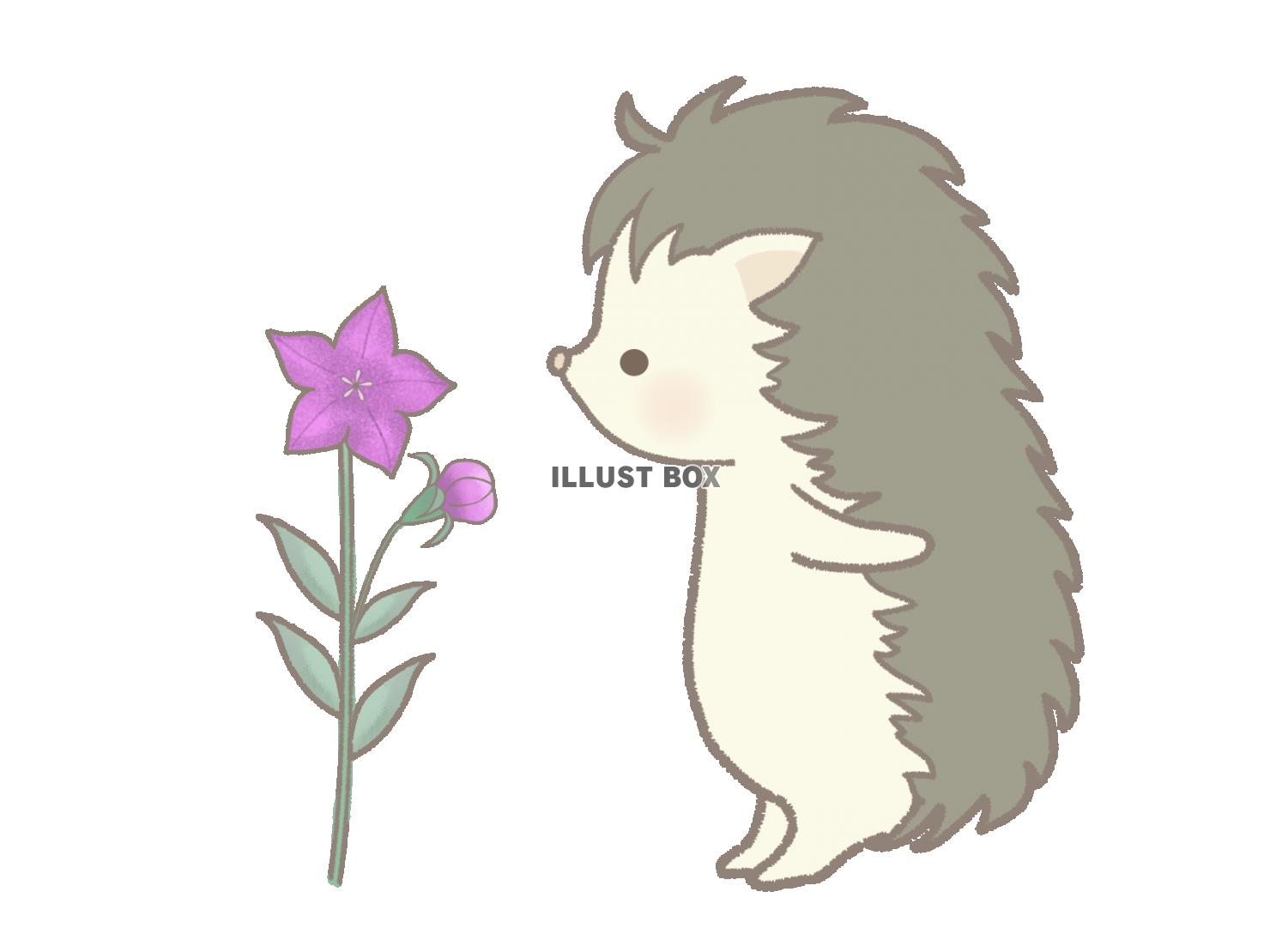 キキョウをのぞくハリネズミのイラスト　線あり
