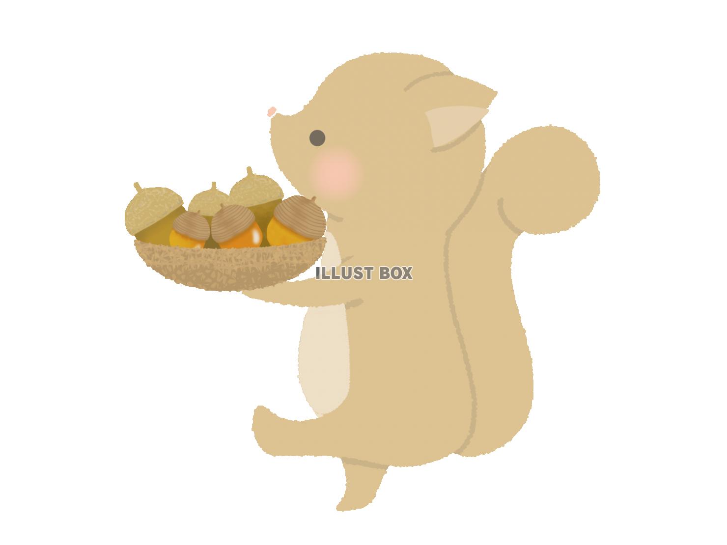 ドングリを運ぶリスのイラスト　線なし