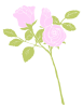 薔薇