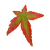 もみじ　紅葉　透過PNG形式