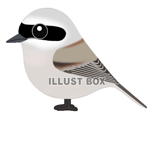 ツリスガラ(日本の野鳥)透過PNG