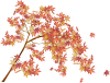 紅葉１透過PNG