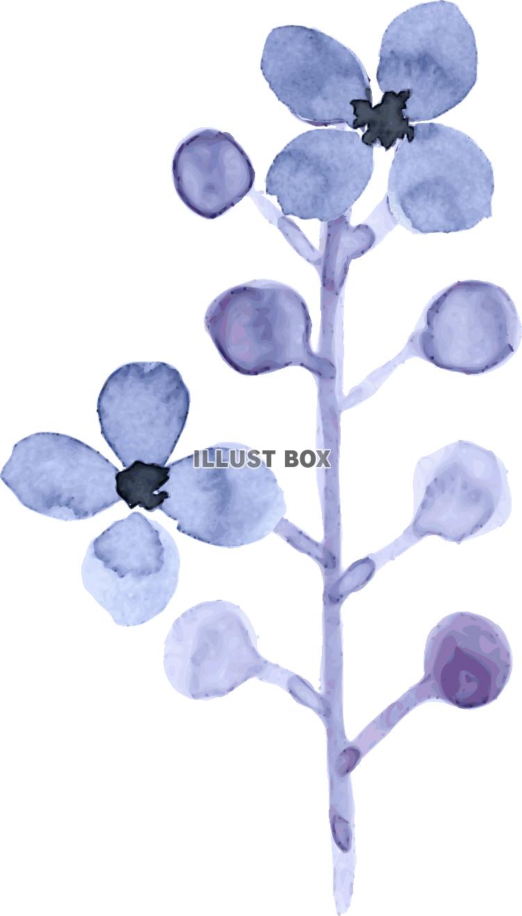 無料イラスト 水彩の花ブルー１ のイラスト2