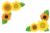 ひまわりフレーム　透過PNG形式