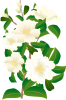 山茶花白　透過PNG