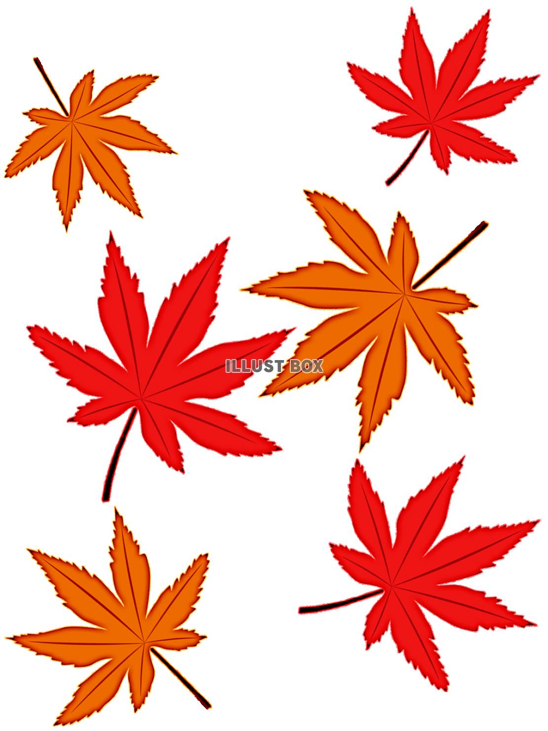 モミジの葉っぱ壁紙シンプル背景素材イラスト。透過png