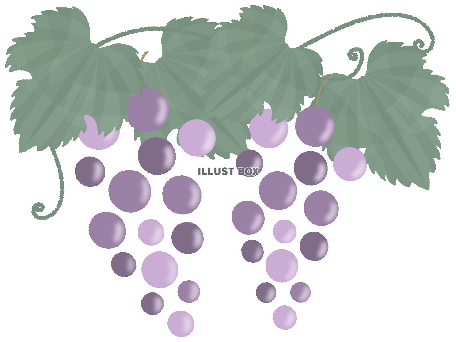 シンプルなブドウのイラスト　線なし