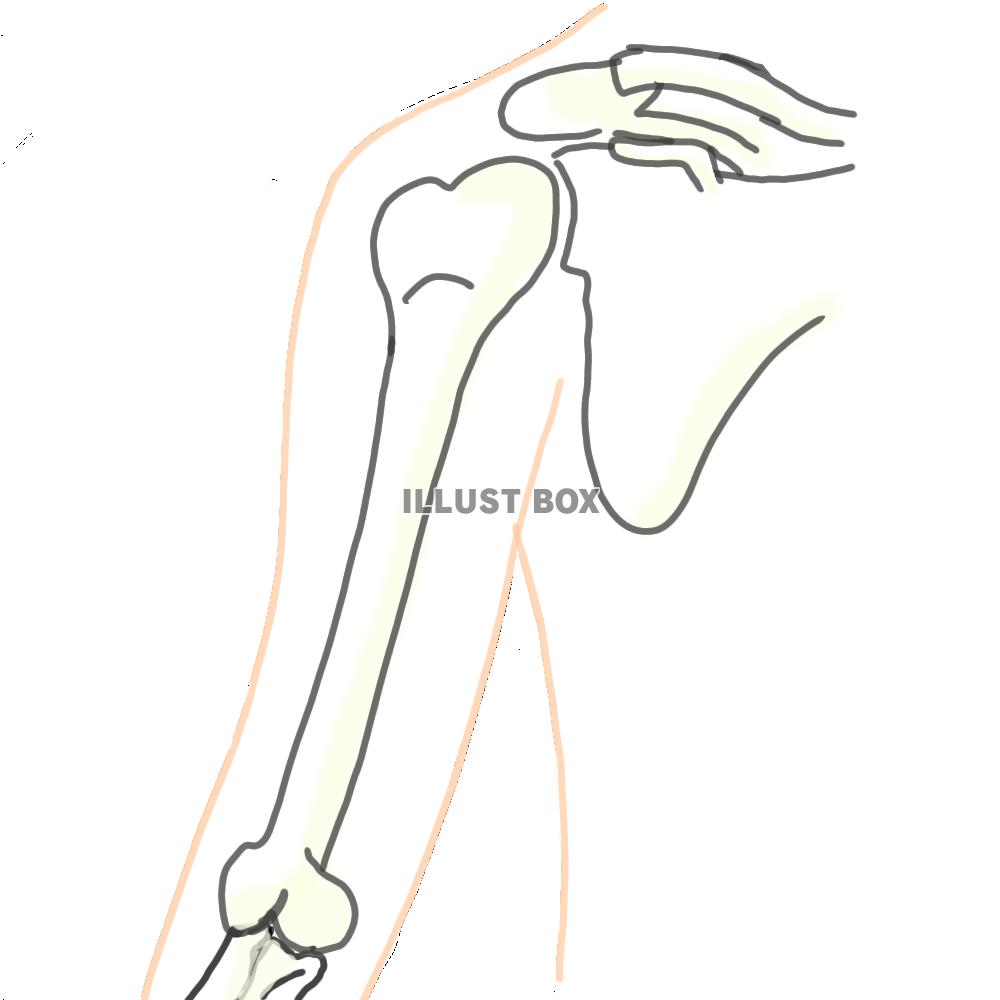 肩甲骨 イラスト無料
