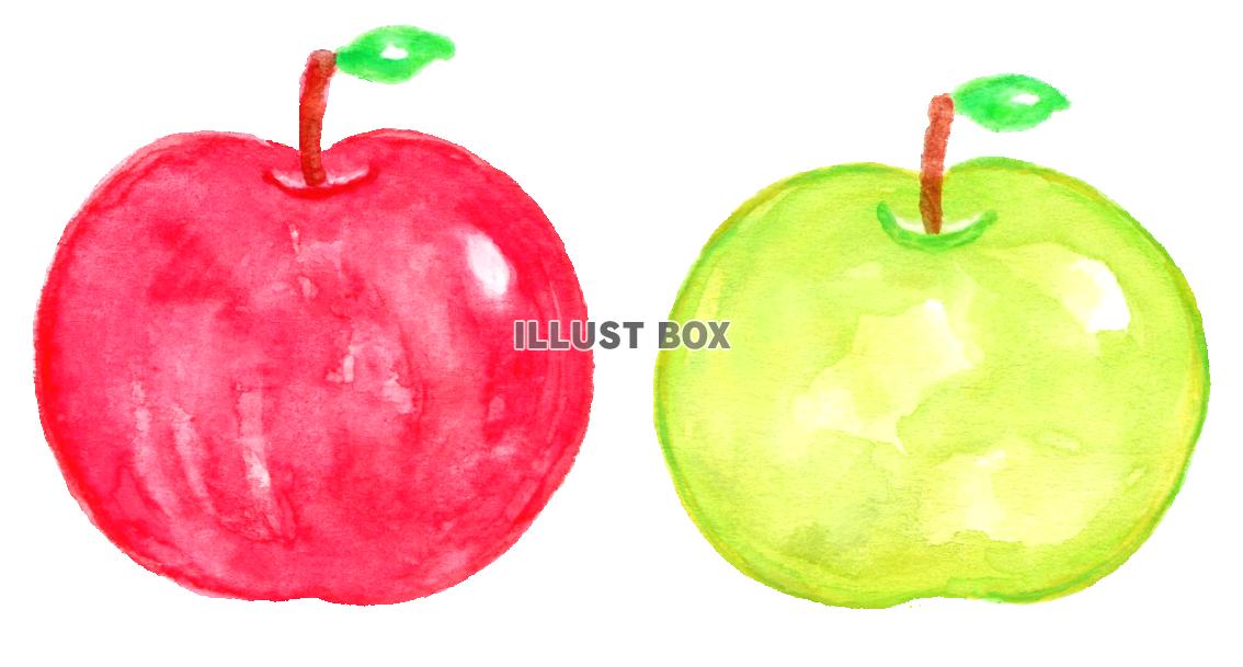 無料イラスト 水彩のりんご
