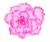 ピンクのバラの花