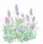 ラベンダーの花